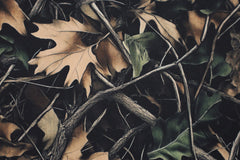 Softshell Digital In the Woods